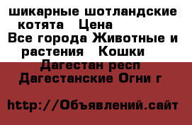 шикарные шотландские котята › Цена ­ 15 000 - Все города Животные и растения » Кошки   . Дагестан респ.,Дагестанские Огни г.